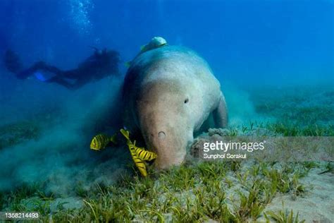 33 Seacow Stock Photos High Res Pictures And Images Getty Images