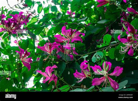 purple bauhinia flower blooming closeup purple orchid tree  purple
