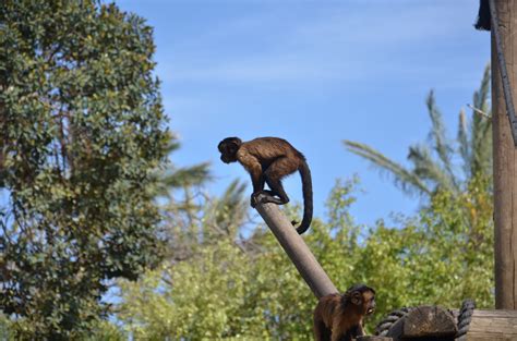 Free Images Tree Grass Plant Sky Wildlife Zoo Mammal Monkey