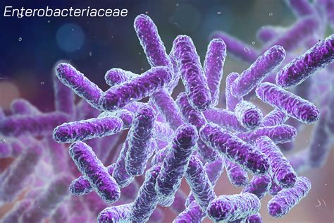 report evaluating  innovative potential   global antibacterial