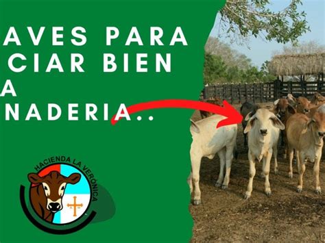 ¡aprende Cómo Empezar El Negocio De La Ganadería Y Alcanza El éxito En El Campo Autó