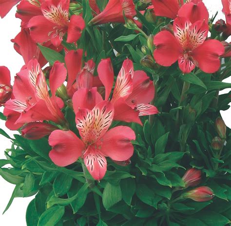 Alstroemeria Inca Lolly Ball