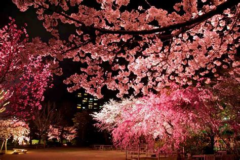 Yozakura illuminated cherry blossoms at Shukkei-en – GetHiroshima