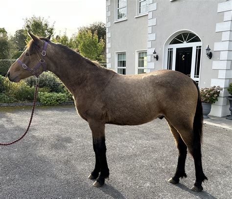 Cruiser Kevin Reilly Connemara Ponies