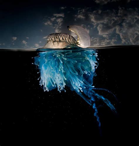 Spectacular Half Underwater Photography By Matty Smith