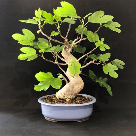 Bonsai Fico Poderoso E Imponente