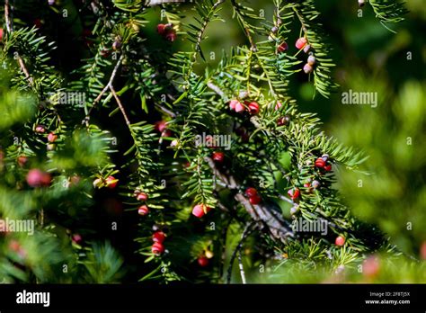 Taxus Cuspidata The Japanese Yew Or Spreading Yew A Coniferous Tree Beautiful Red Berries In