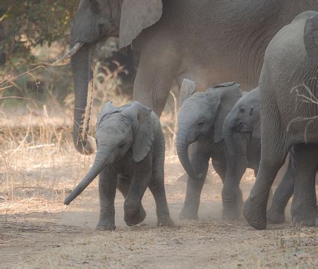 dumbo  dumbo stock photo  image  africa african