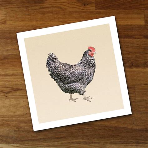 Barred Rock Chicken Etsy