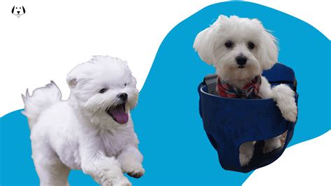 Maltese Breed | VIP Puppies - Top Rated National® Puppy Finder