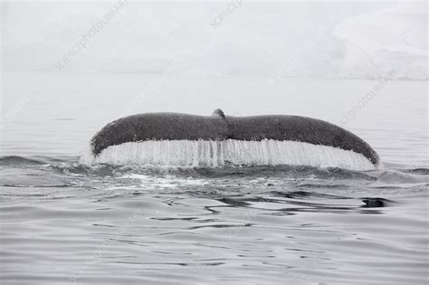 Humpback Whales feeding on Krill - Stock Image - C024/5052 - Science Photo Library