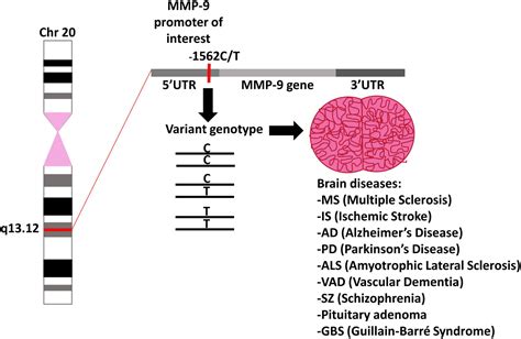 Frontiers Does The Functional Polymorphism C T Of Mmp Gene