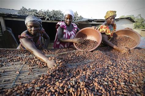 Cacao Le Ghana et la Côte d Ivoire sollicitent un prêt de 1 2