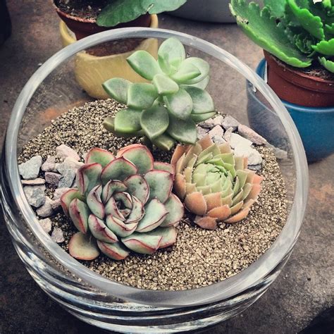 Cactus Jungle - San Francisco Bay Area - New Succulent Terrariums