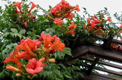 Seattle Garden Ideas Trumpet Vine The Last Blast Of Summer