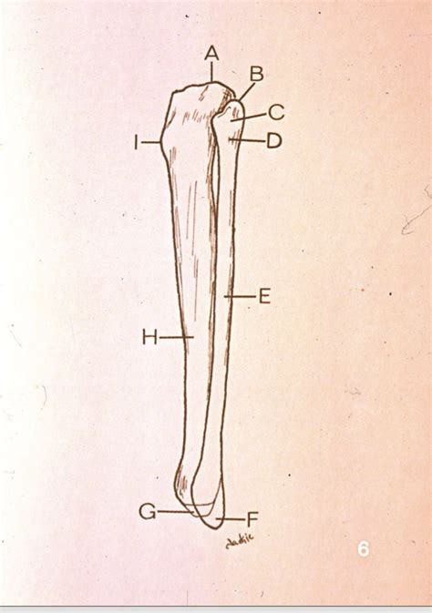 Tibula Fibula Diagram Diagram Quizlet