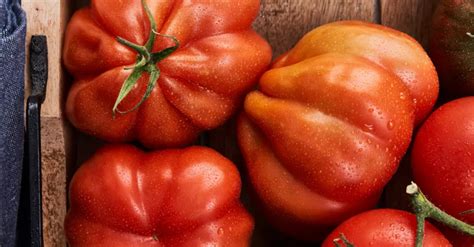Томаты: энергия для защитных сил организма | Kaufland