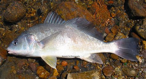 Croaker Family Photographs, and Information – Sciaenidae | Mexican Fish.com