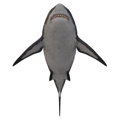 Swimming Shark Illustration 27257700 Png