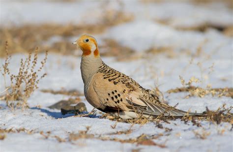 2. Pallas's Sandgrouse (Syrrhaptes paradoxus) | breeds across middle ...