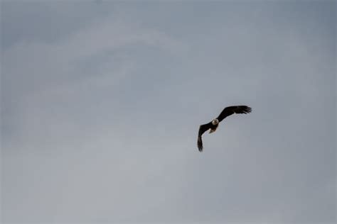 Mature Bald Eagle Hunting Prey Seen Editorial Stock Photo - Stock Image ...