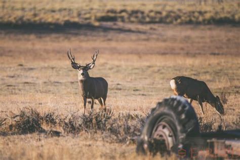 Small Game Hunting License In California – PrecisionOutdoors