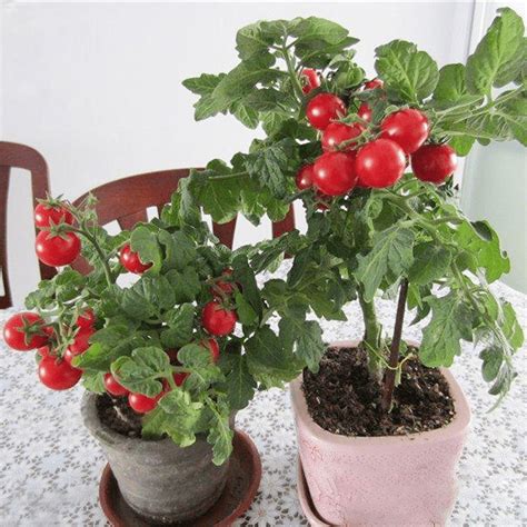 Red Yellow Green Purple Black Pearl Tomato Balcony Potted Fruits