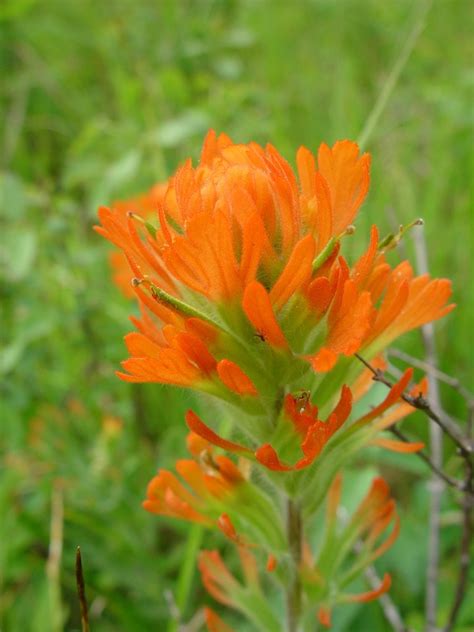 Castilleja Hispida Harsh Indian Paintbrush