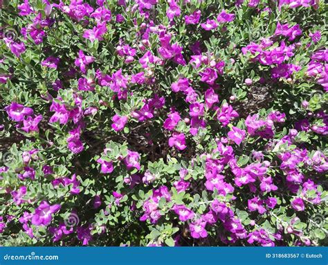 Blooms Of Leucophyllum Frutescens Also Known As Texas Sage Or Texas