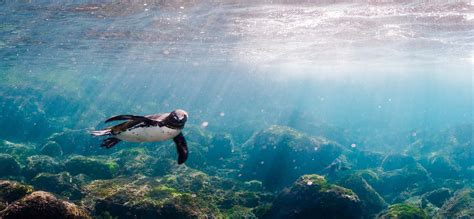 The Galapagos Penguin - Facts, Behaviour, Where to see them & More