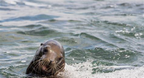 Sea Lion Playing in the Pacific Ocean Stock Photo - Image of space ...