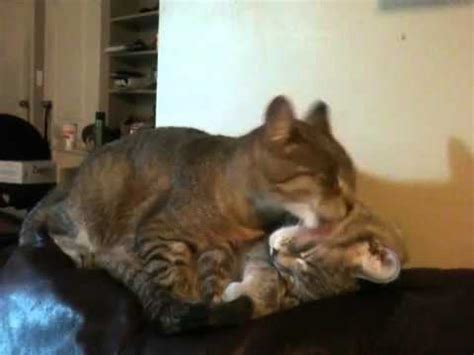Lesbian Kitties YouTube