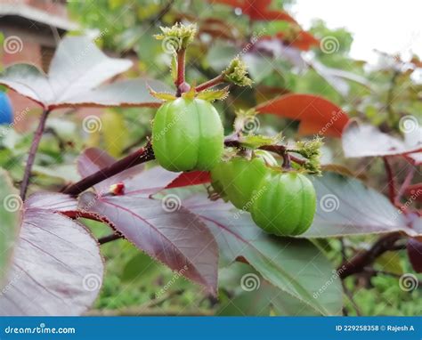 Jatropha Gossypiifolia Or Bellyache Bush Or Black Physicnut Or Cotton