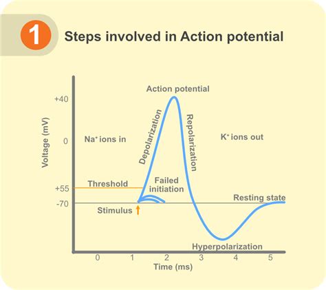 Diagram Of Action Potential And Its Phases Action Potential