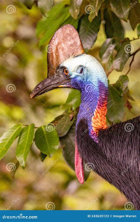 Southern Cassowary In Queensland Australia Stock Image Image Of Nature Close 243635123