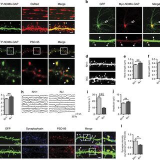 NOMA GAP Localizes To Dendrites And Regulates Dendritic Spine