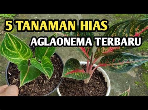 5 TANAMAN HIAS AGLAONEMA TERBARU DI TERAS MY FLOWERS TENGGARONG YouTube