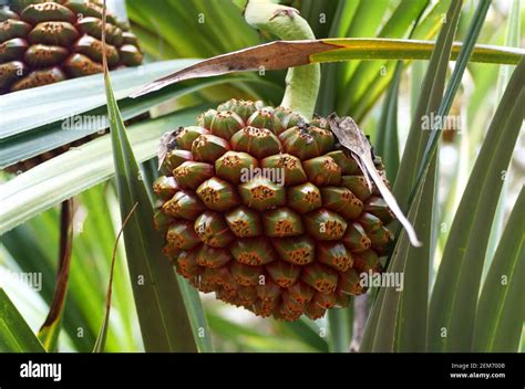 Close Up Of The Screw Pine Fruit Originally From Madagascar Stock