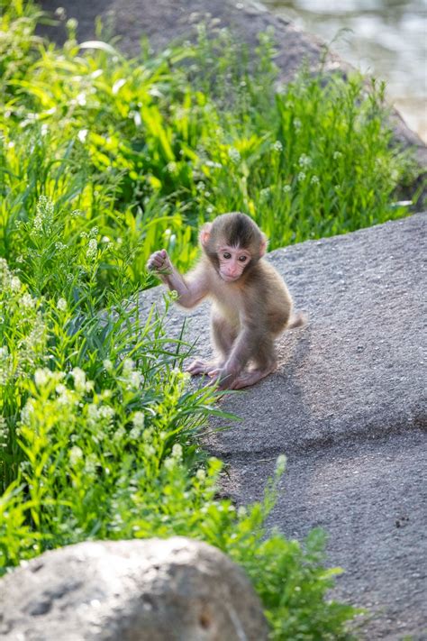 The Japanese Macaque Baby’s Name Is… - Milwaukee County Zoo