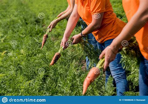 Growing Organic Carrots Carrots In The Hands A Group Of Farmers Stock