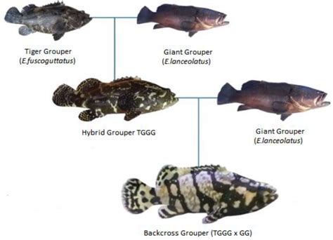 Backcross Breeding Between TGGG Hybrid Grouper Epinephelus