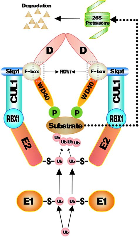 Frontiers Recent Insight On Regulations Of Fbxw And Its Role In