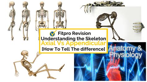 Level 2 A P Exam Revision Axial And Appendicular Skeleton Parallel