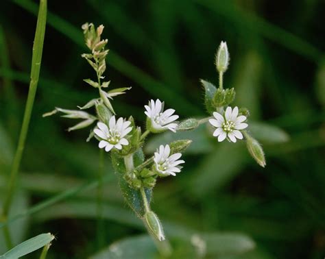 Mouse Ear Chickweed 53020 Sharon Friends Of Conservation