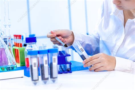 Scientist conducting soil experiment - Stock Image - F042/1090 - Science Photo Library