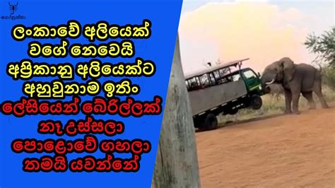 ප්‍රිකානු අලි එක්ක සෙල්ලම් කරන්න බෑ අපේ අලි වගේ නෙවෙයි පිස්සු යක්කු