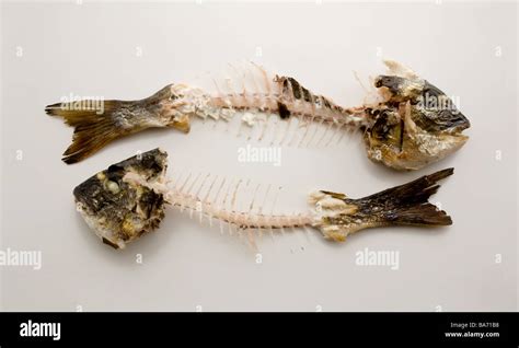 Fish Bones Hi Res Stock Photography And Images Alamy