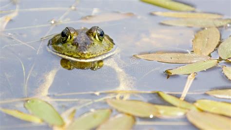 American Bullfrog in Natural Aquatic Habitat Stock Photo - Image of ...