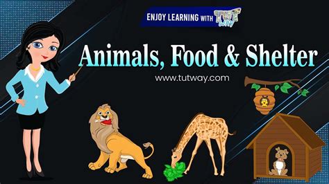 Herbivores Carnivores Omnivores Types Of Animals Homes Of