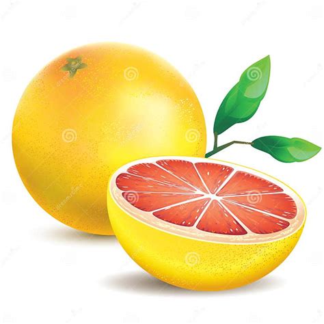 Pink Grapefruit Stock Vector Illustration Of Freshness 25167469